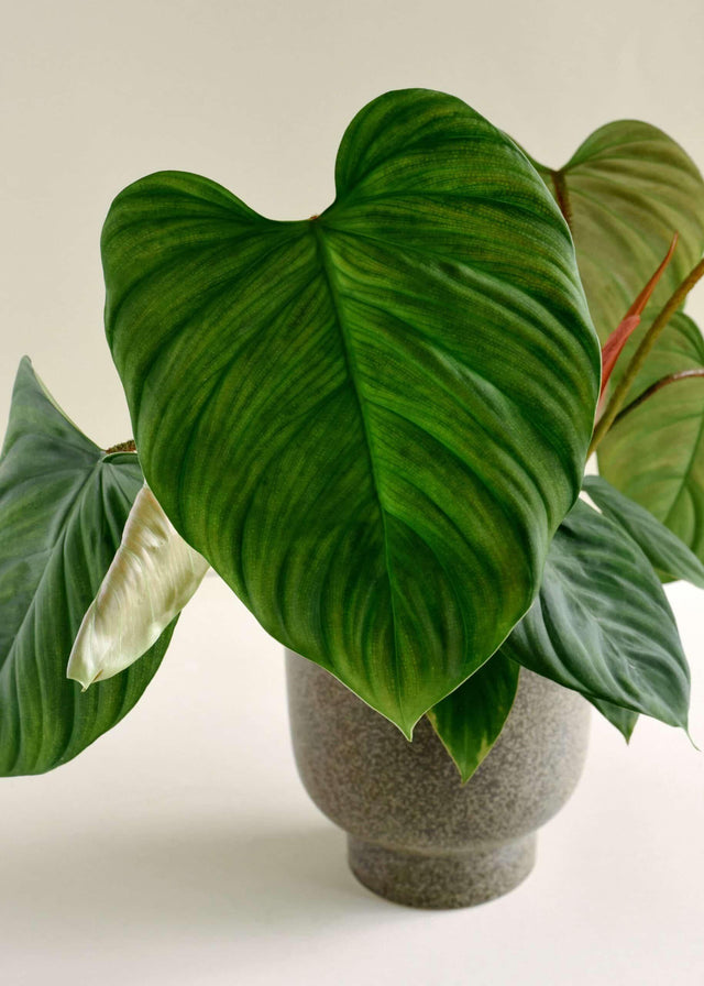 Healthy Philodendron Fuzzy Petiole M. A perfect philodendron fuzzy petiole m for your indoor houseplant collection.
