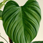 Philodendron Fuzzy Petiole – Medium, Approx. 25.0cm height – 12.0cm Pot Default Title 1
