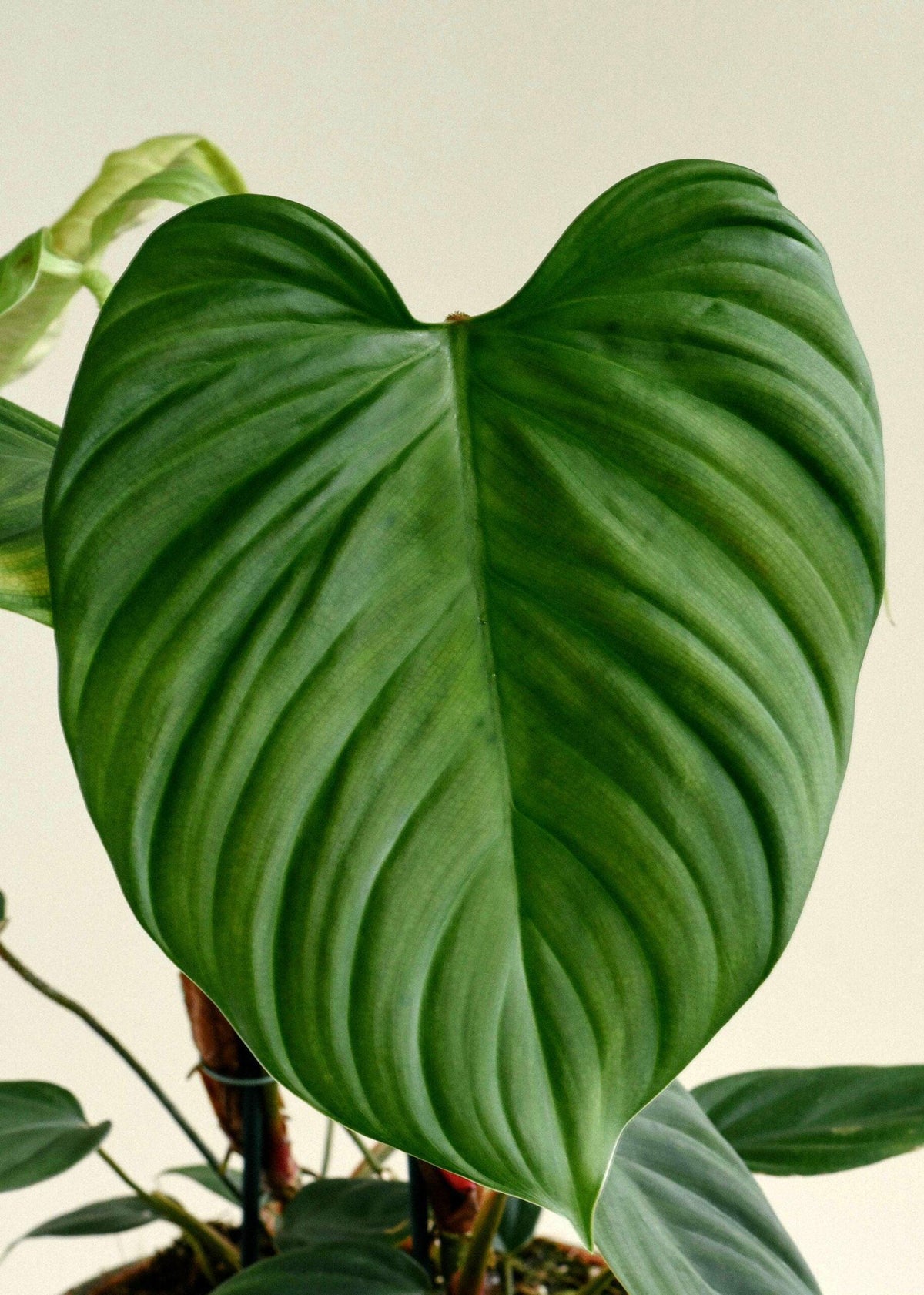 philodendron fuzzy petiole moss pole Philodendron Fuzzy Petiole Medium