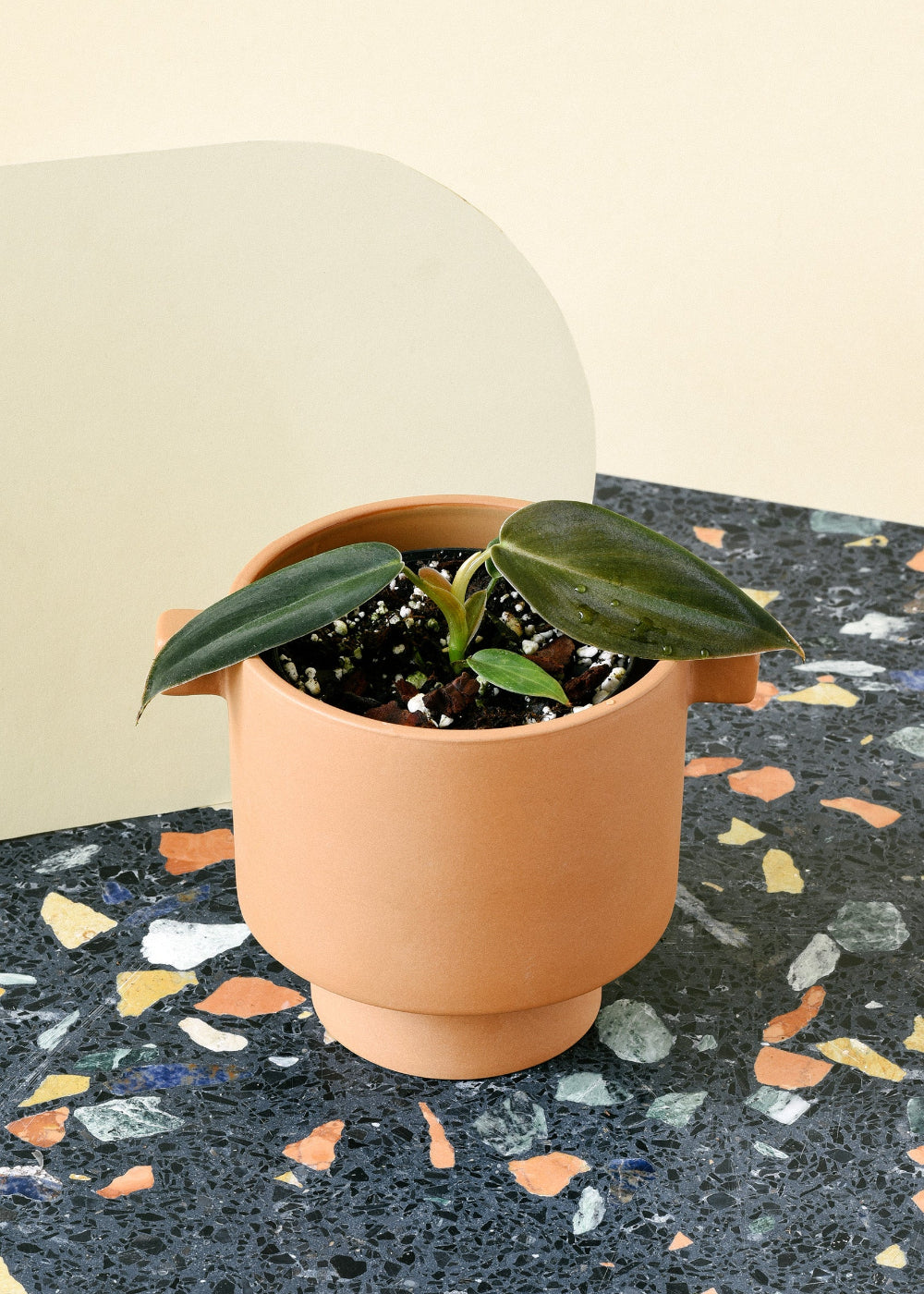 Terracotta pot with a healthy Philodendron gigas Baby on a speckled surface