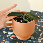 Person holding a small terracotta pot with a healthyPhilodendron gigas Baby on a colorful surface