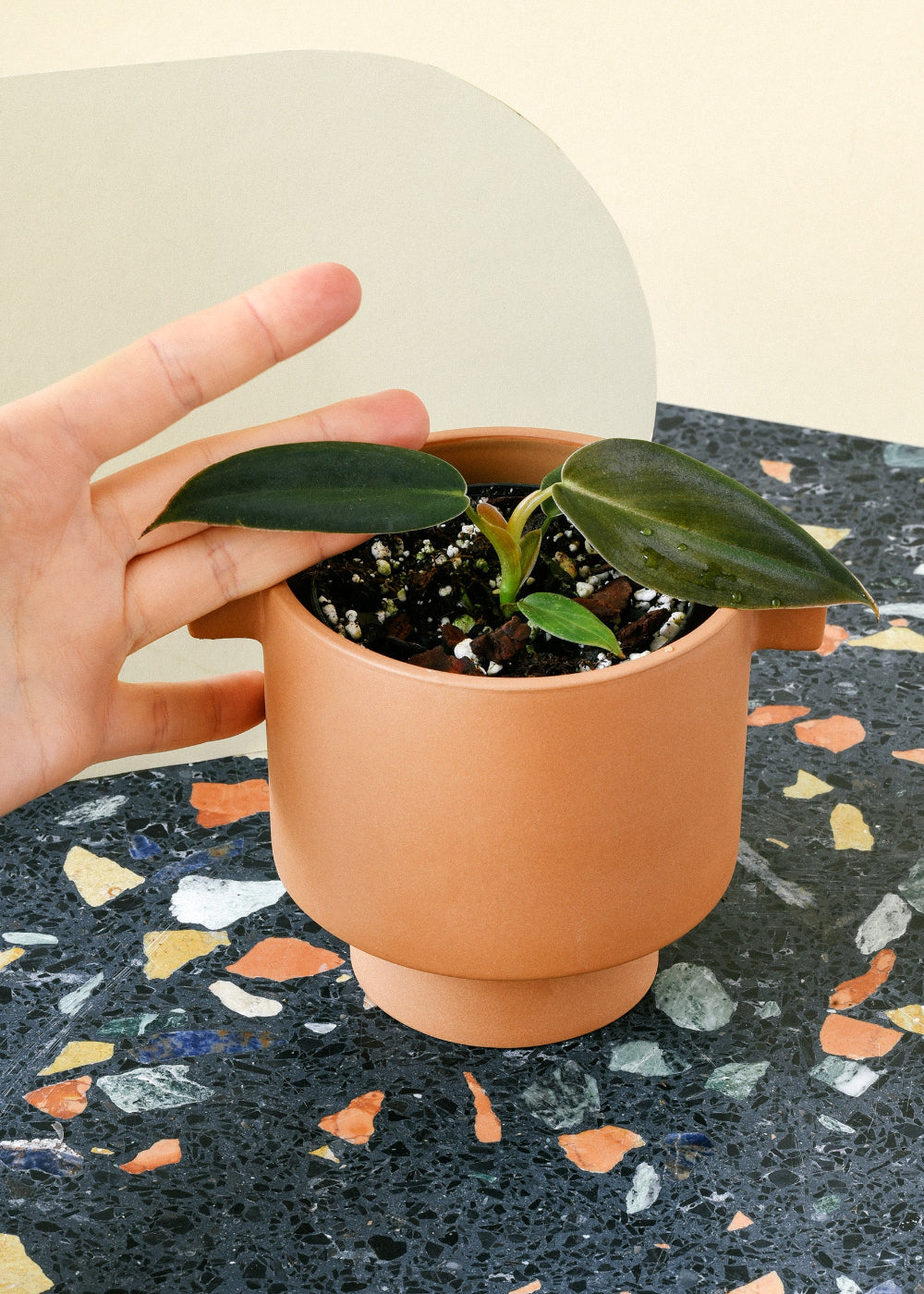 Person holding a small terracotta pot with a healthyPhilodendron gigas Baby on a colorful surface