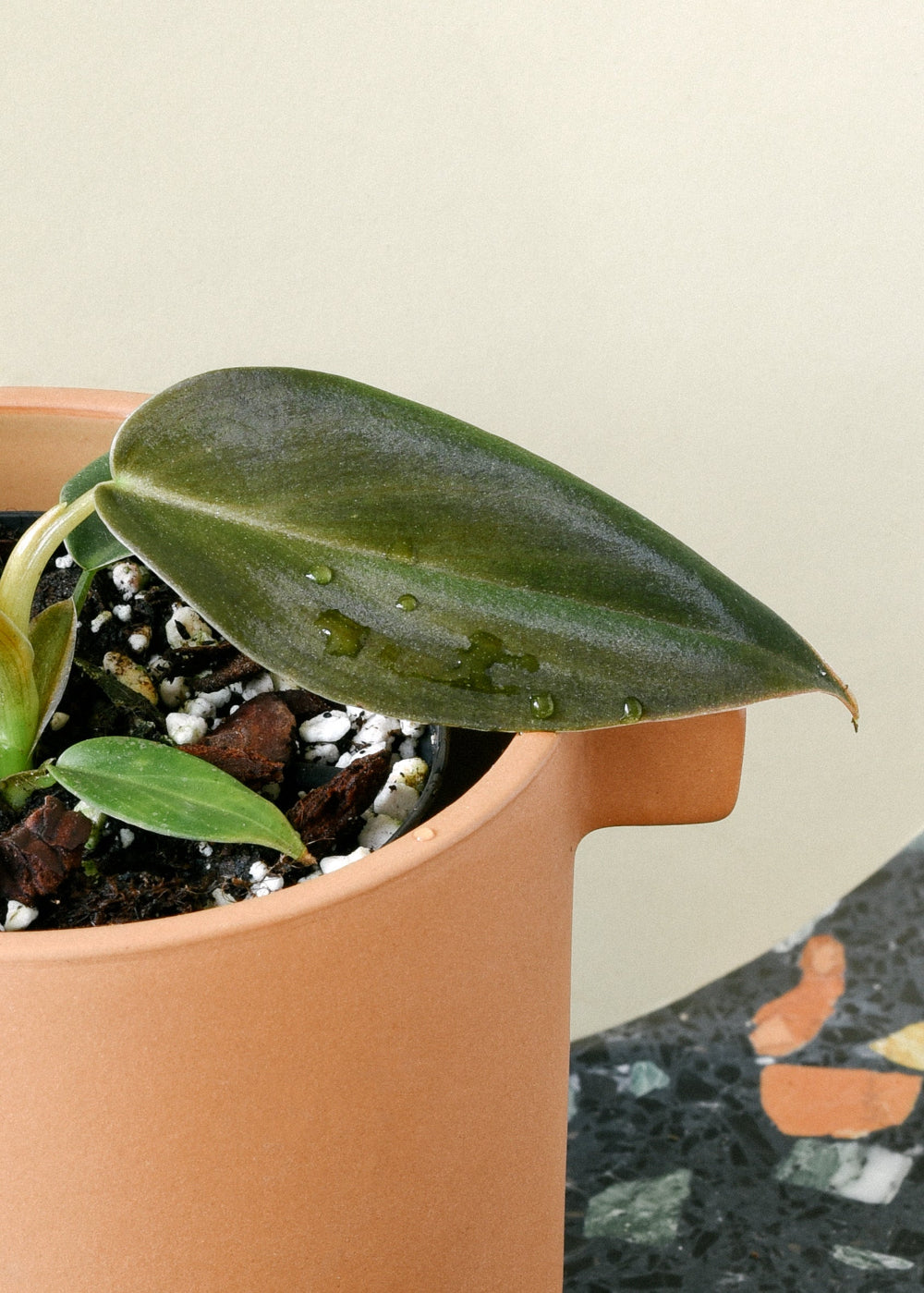 Close up of a Philodendron gigas Baby healthy plant showing a velvety texture in a small terra cotta pot