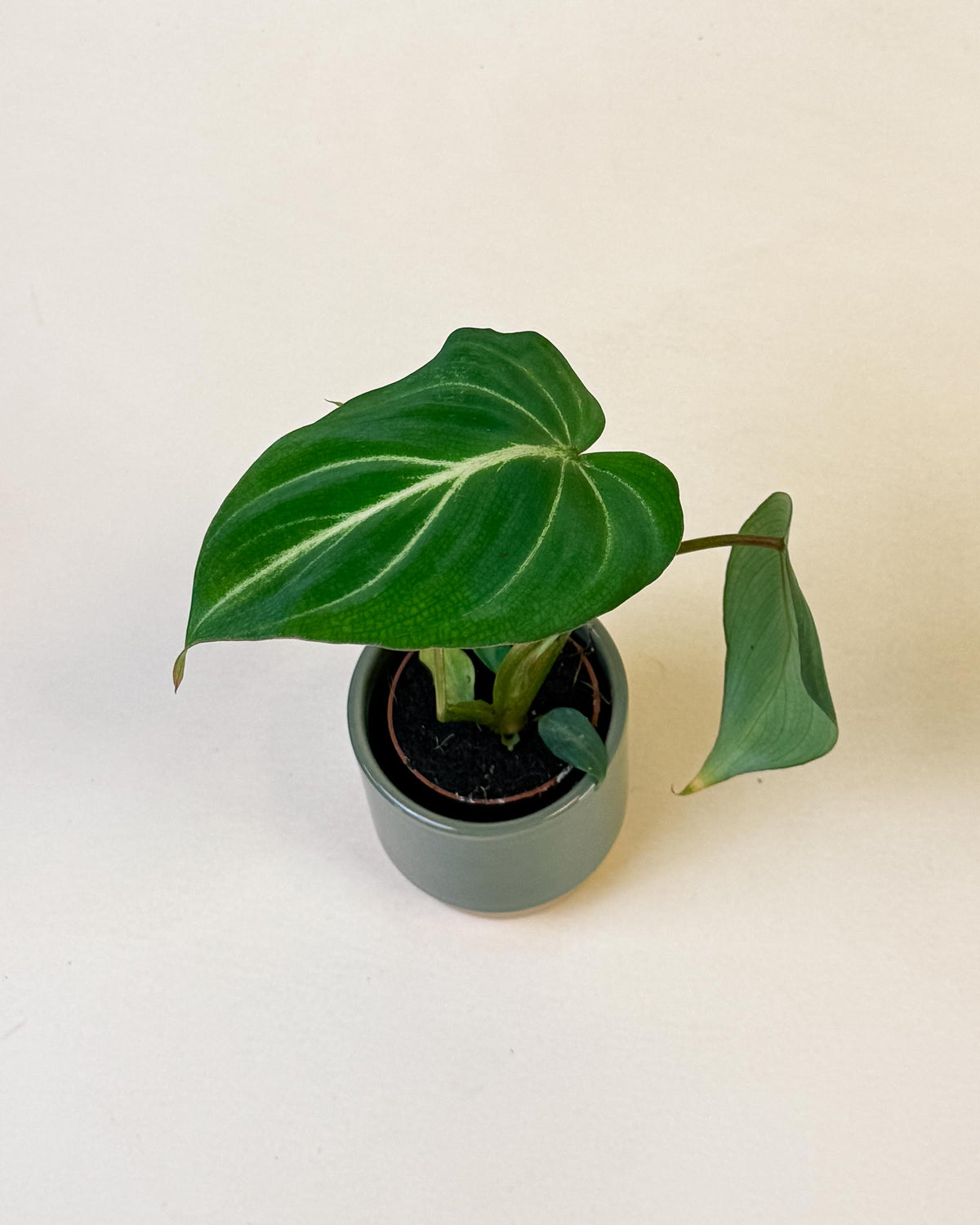 Small Philodendron gloriosum dark form in green pot with heart-shaped leaves and striking contrast veining.
