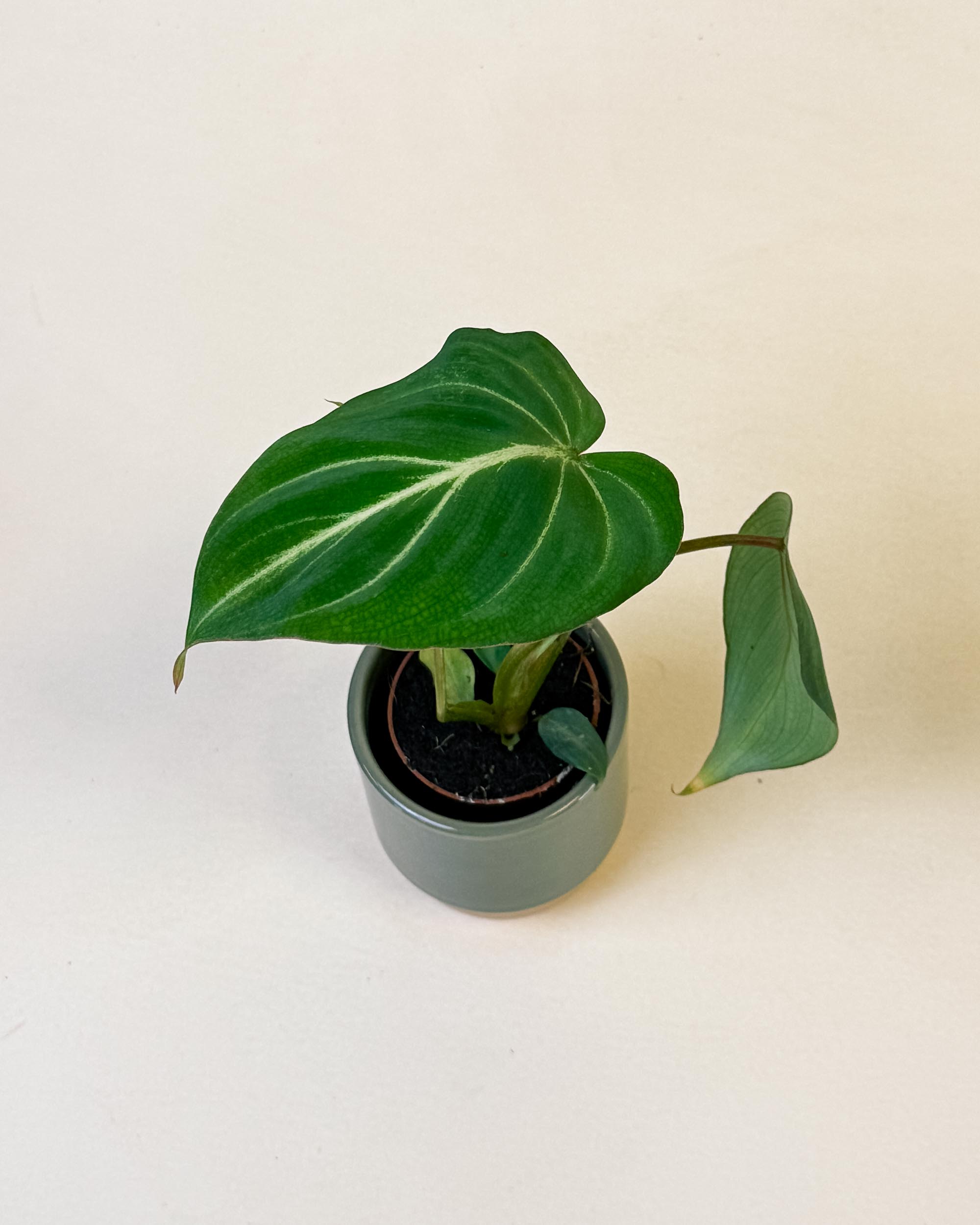 Small Philodendron gloriosum dark form in green pot with heart-shaped leaves and striking contrast veining.
