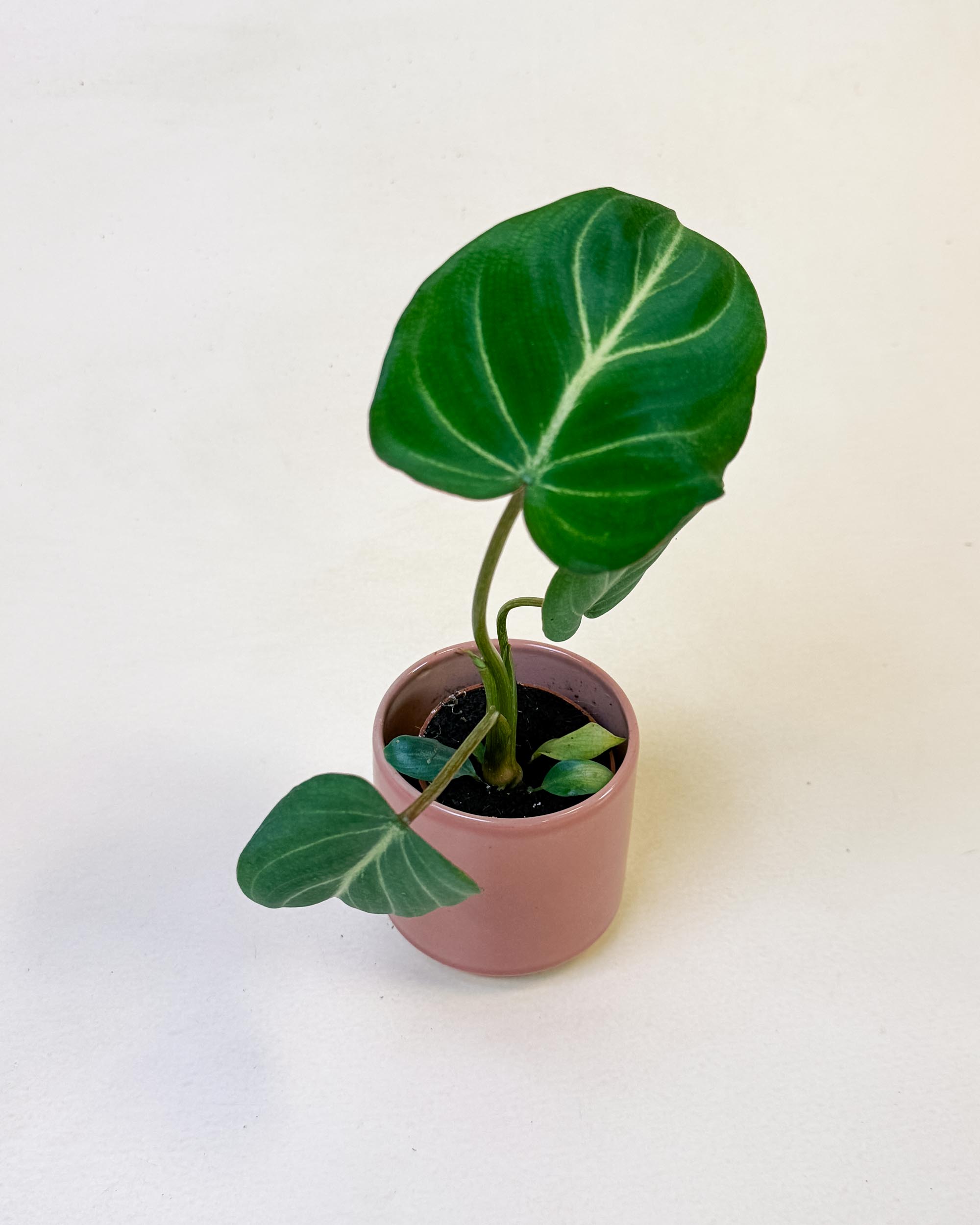 Philodendron gloriosum dark form baby in nursery pot with deep green foliage and white veins.
