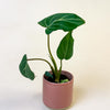 Philodendron Gloriosum (dark form) Baby