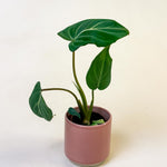 Philodendron Gloriosum (dark form) Baby
