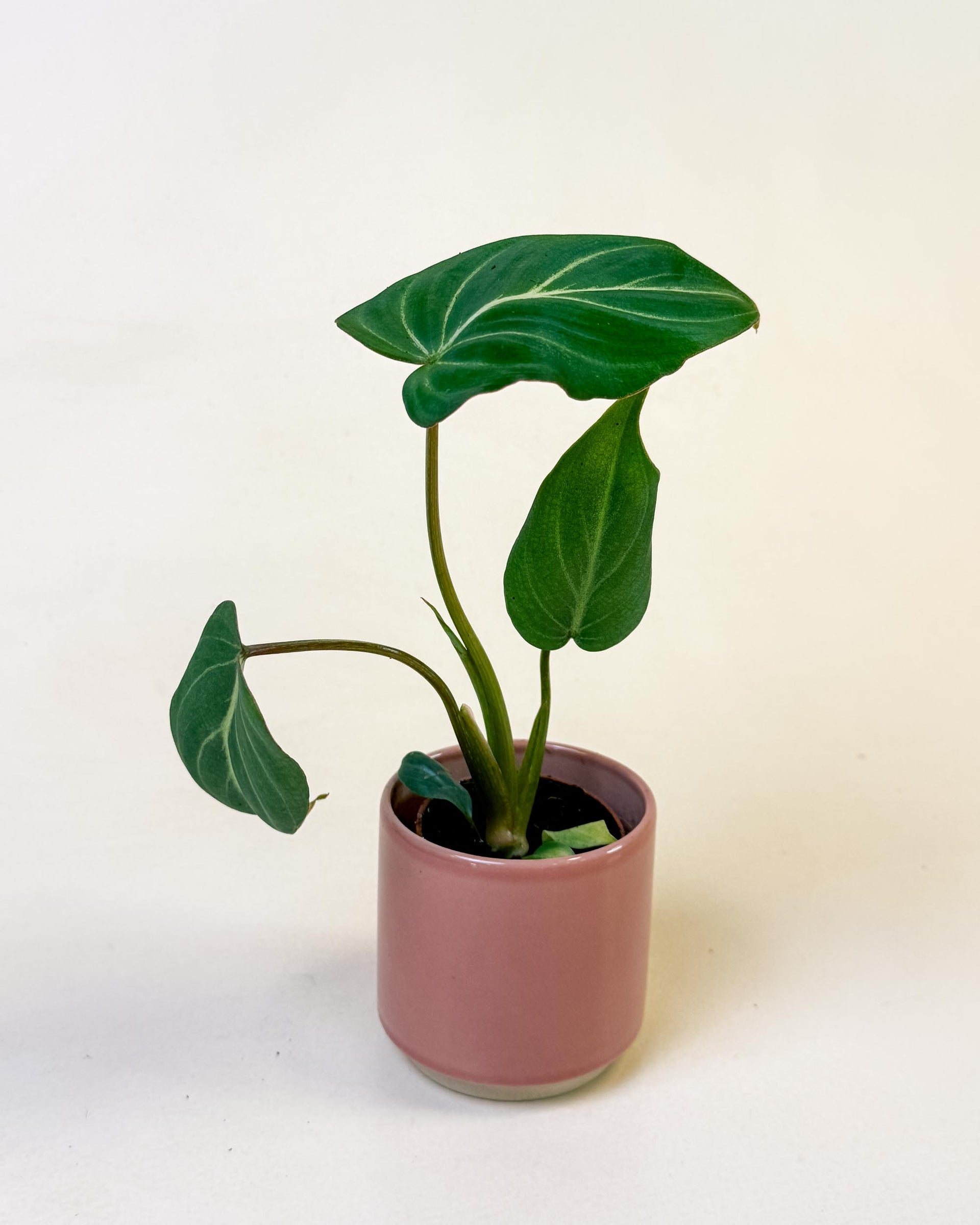 15767 philodendron circle Philodendron Gloriosum (dark form) Baby