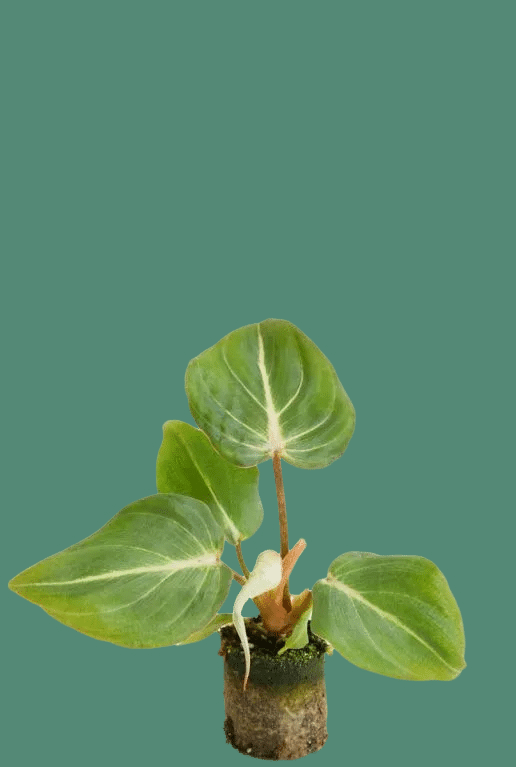 philodendron_gloriosum_dark