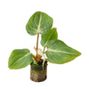 healthy baby philodendron gloriosum dark form baby plant plug