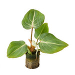 healthy baby philodendron gloriosum dark form baby plant plug