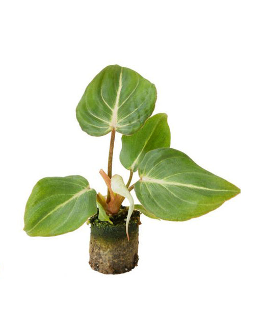 healthy baby philodendron gloriosum dark form baby plant plug