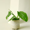 Healthy Philodendron bipennifolium ‘Golden Violin’ plant plug with green leaves on a light background