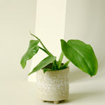 Healthy Philodendron bipennifolium ‘Golden Violin’ plant plug with green leaves on a light background
