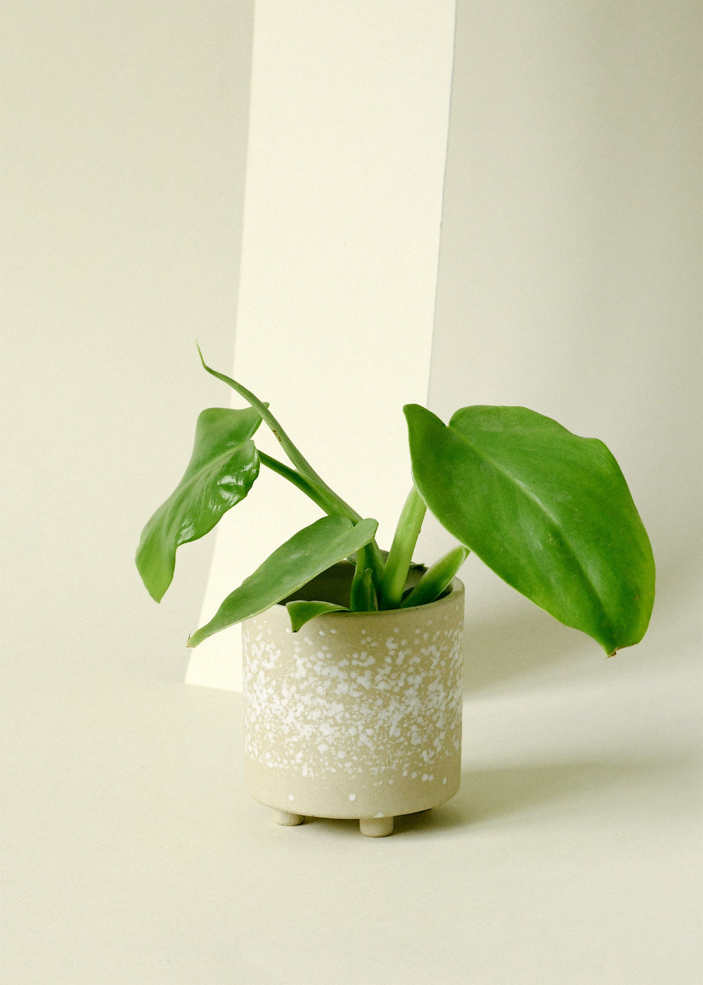 Healthy Philodendron bipennifolium ‘Golden Violin’ plant plug with green leaves on a light background