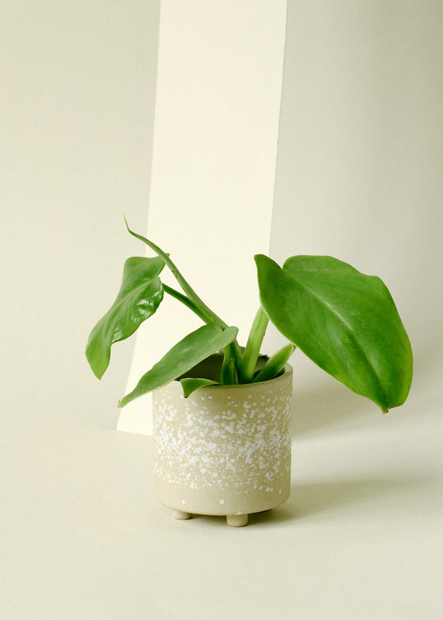 Healthy Philodendron bipennifolium ‘Golden Violin’ plant plug with green leaves on a light background