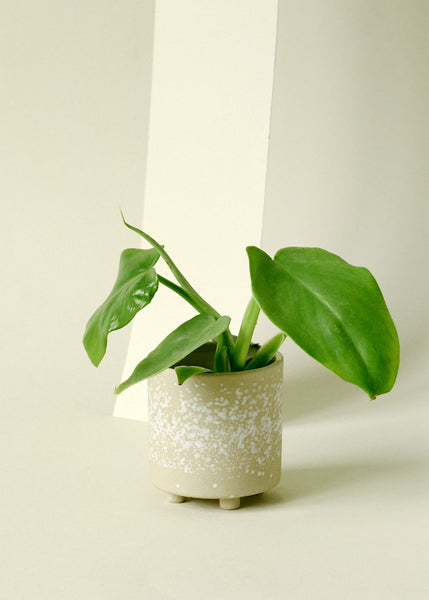 Philodendron bipennifolium 'Golden Violin' XS Baby (Plug Size)