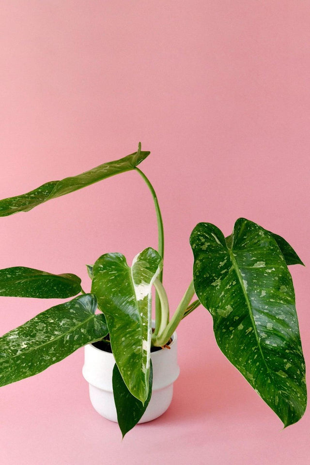 Philodendron Jose Buono M – Medium, Approx. 45.0cm height – 15.0cm Pot Default Title 1