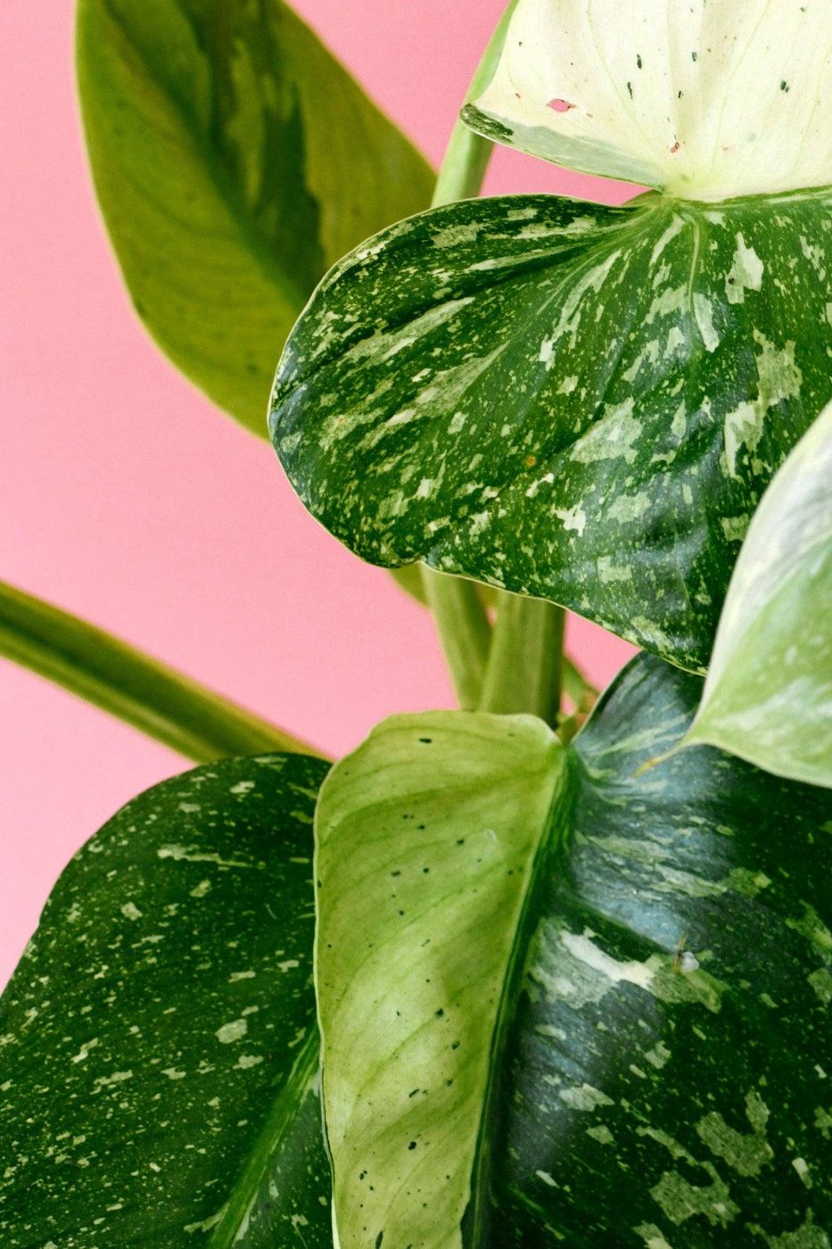 Philodendron Jose Buono M – Medium, Approx. 45.0cm height – 15.0cm Pot 2