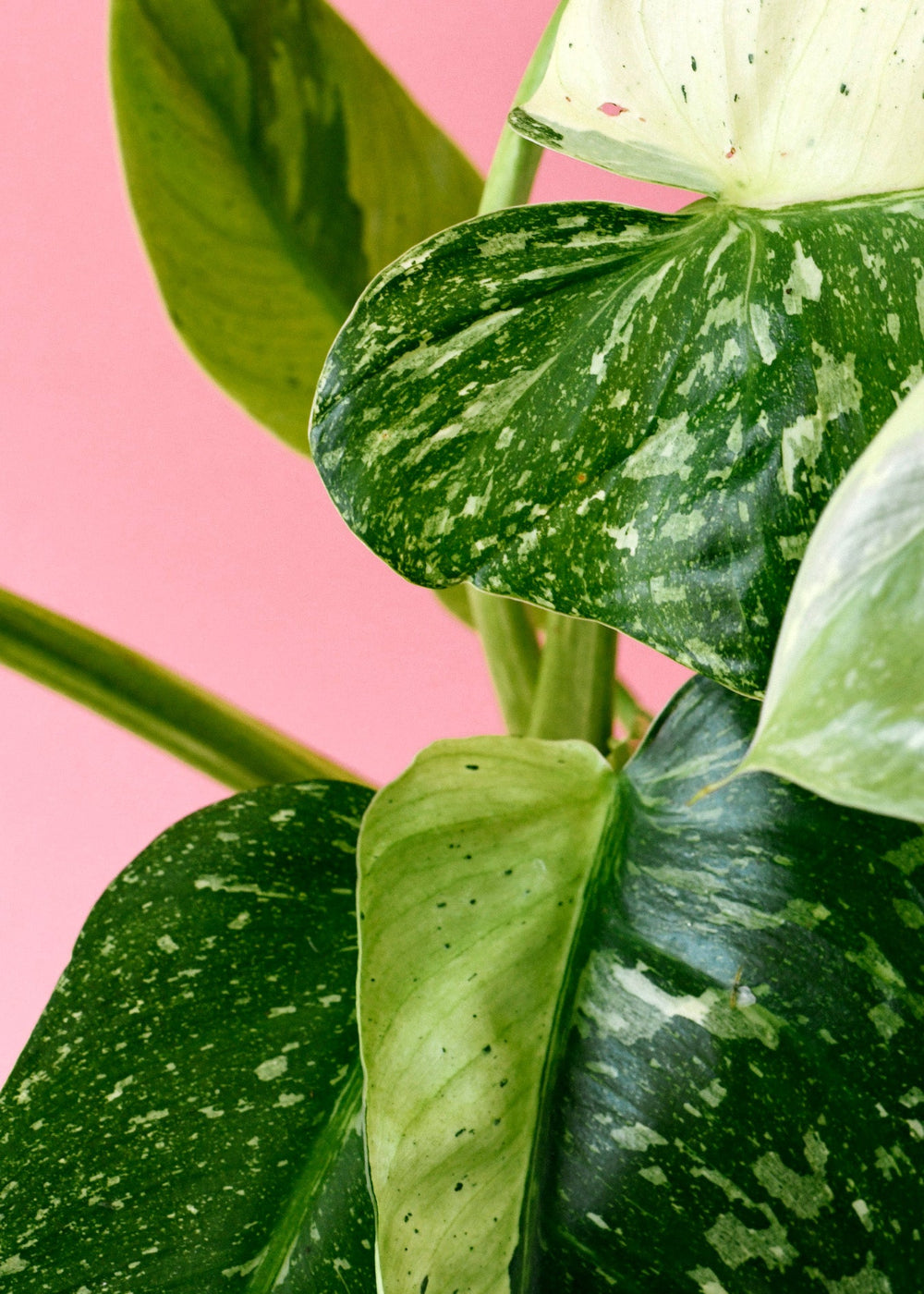 Close-up of Philodendron Jose Buono baby leaf showing creamy white marbled variegation.