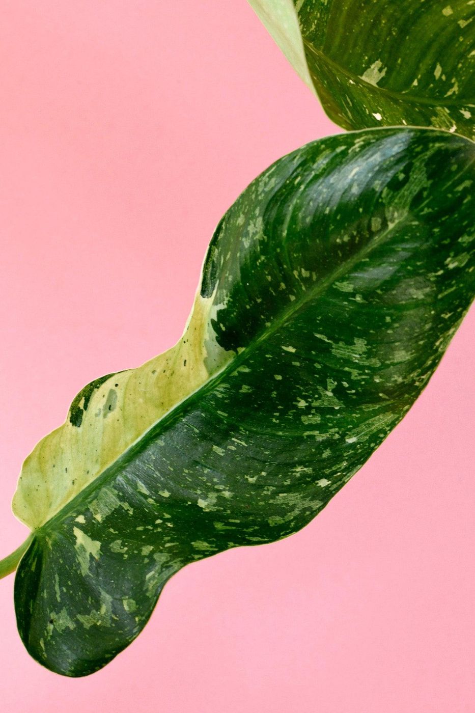 Philodendron Jose Buono M – Medium, Approx. 45.0cm height – 15.0cm Pot 4