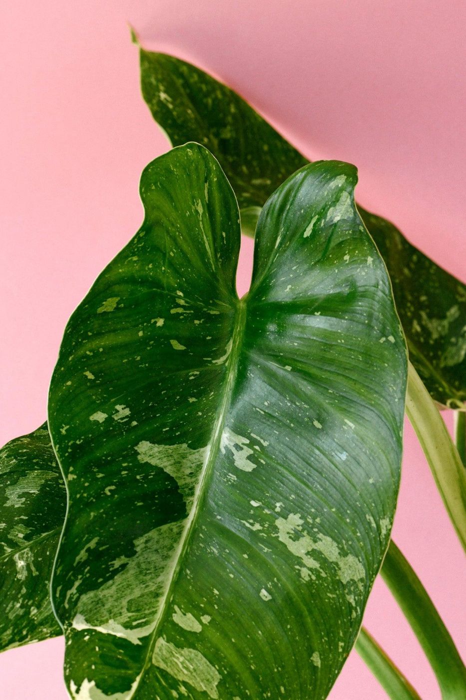 Philodendron Jose Buono M – Medium, Approx. 45.0cm height – 15.0cm Pot 3