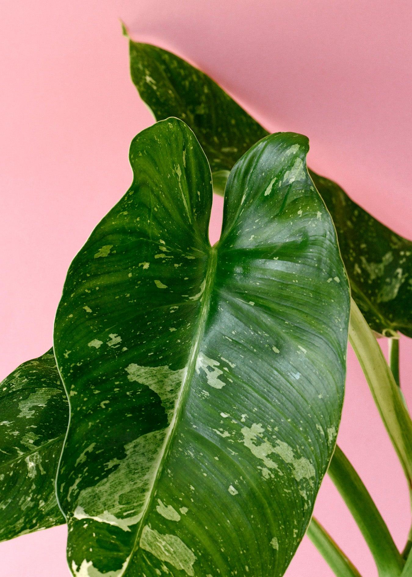 Philodendron Jose Buono M – Medium, Approx. 45.0cm height – 15.0cm Pot 3