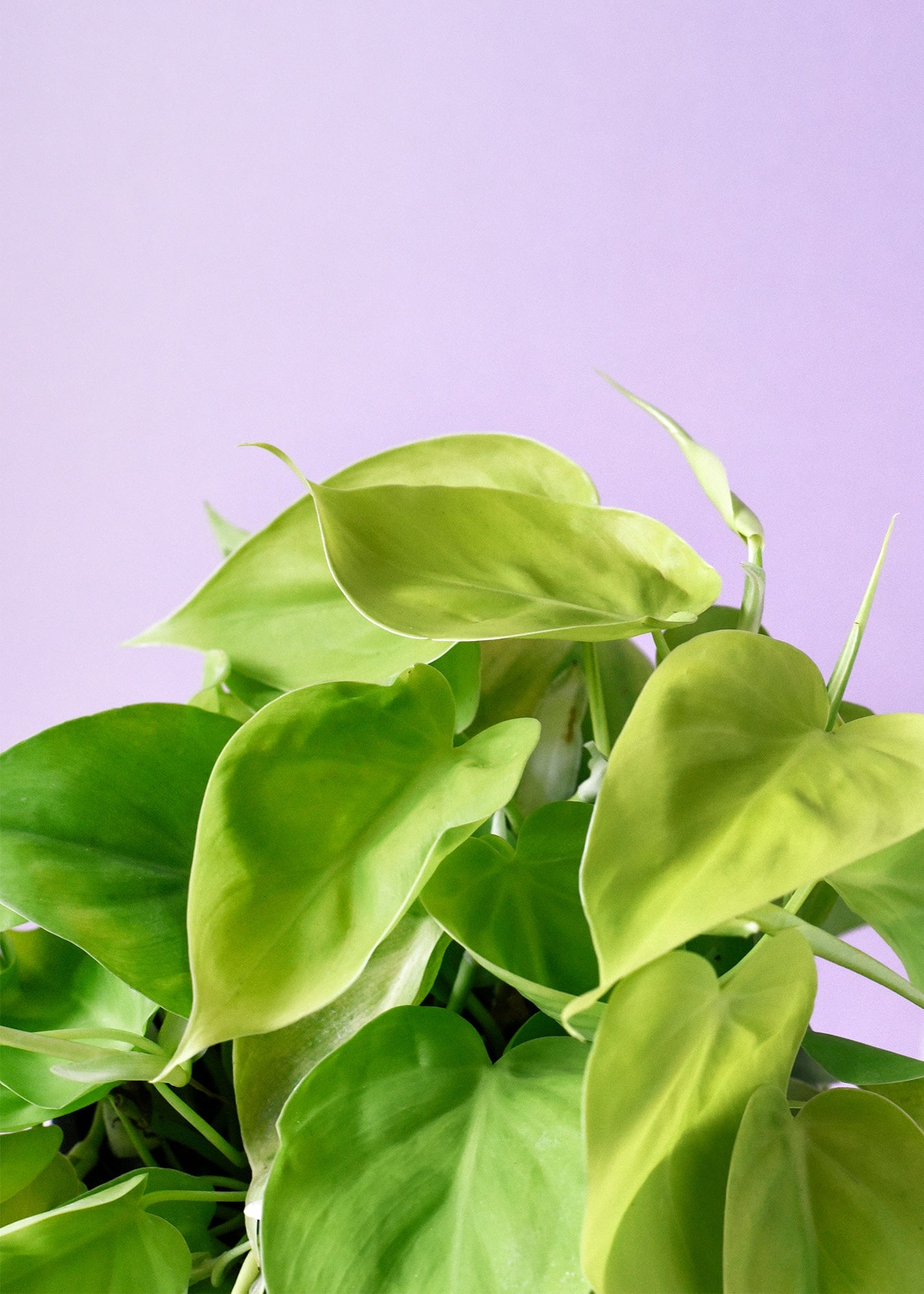 philodendron_lime_2