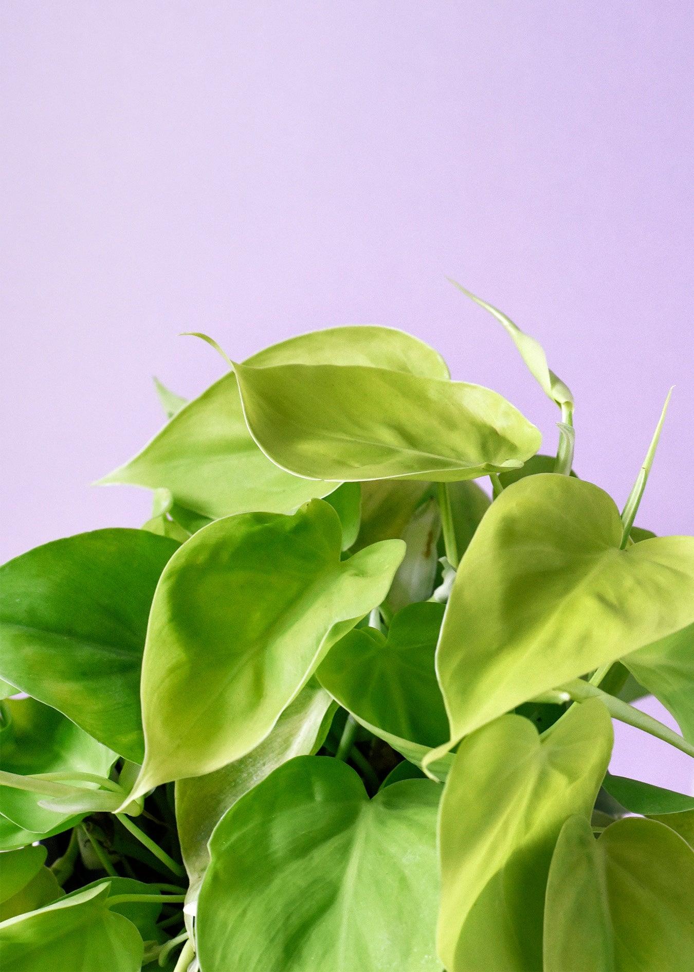 Trailing Philodendron Set – Medium, Approx. 25.0cm height – 12.0cm Pot 4
