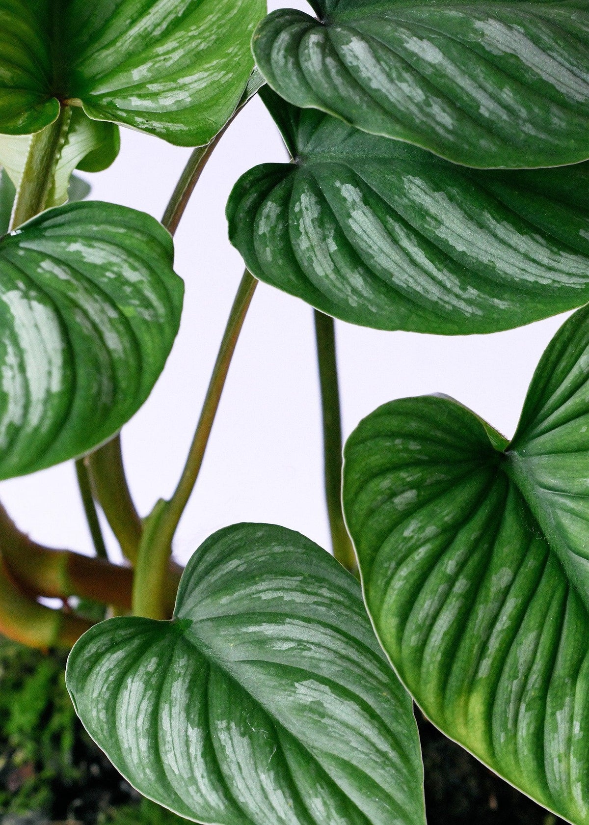 Philodendron Mamei M – Medium, Approx. 27.0cm height – 12.0cm Pot 2