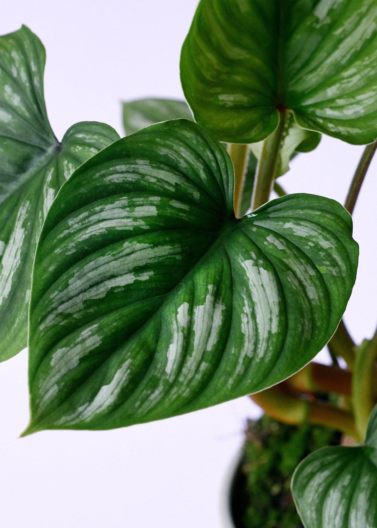 Philodendron Mamei M – Medium, Approx. 27.0cm height – 12.0cm Pot 3