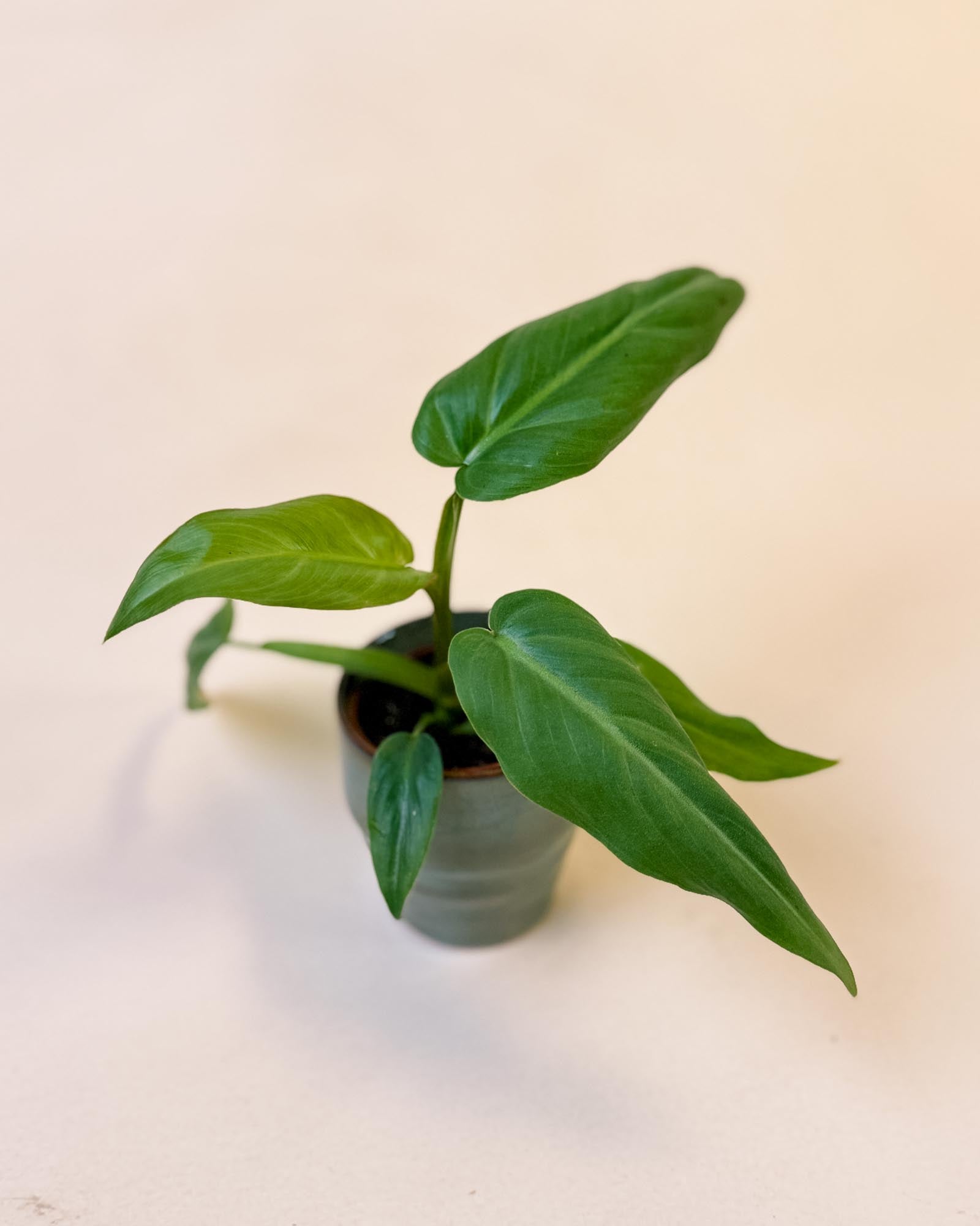Philodendron maximum baby plant in handmade green pot with long, pointed leaves.
