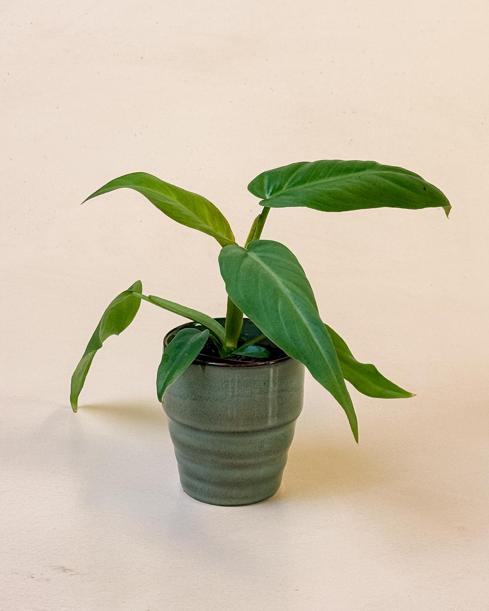 Baby Philodendron maximum in ceramic pot with elongated green leaves and upright growth.
