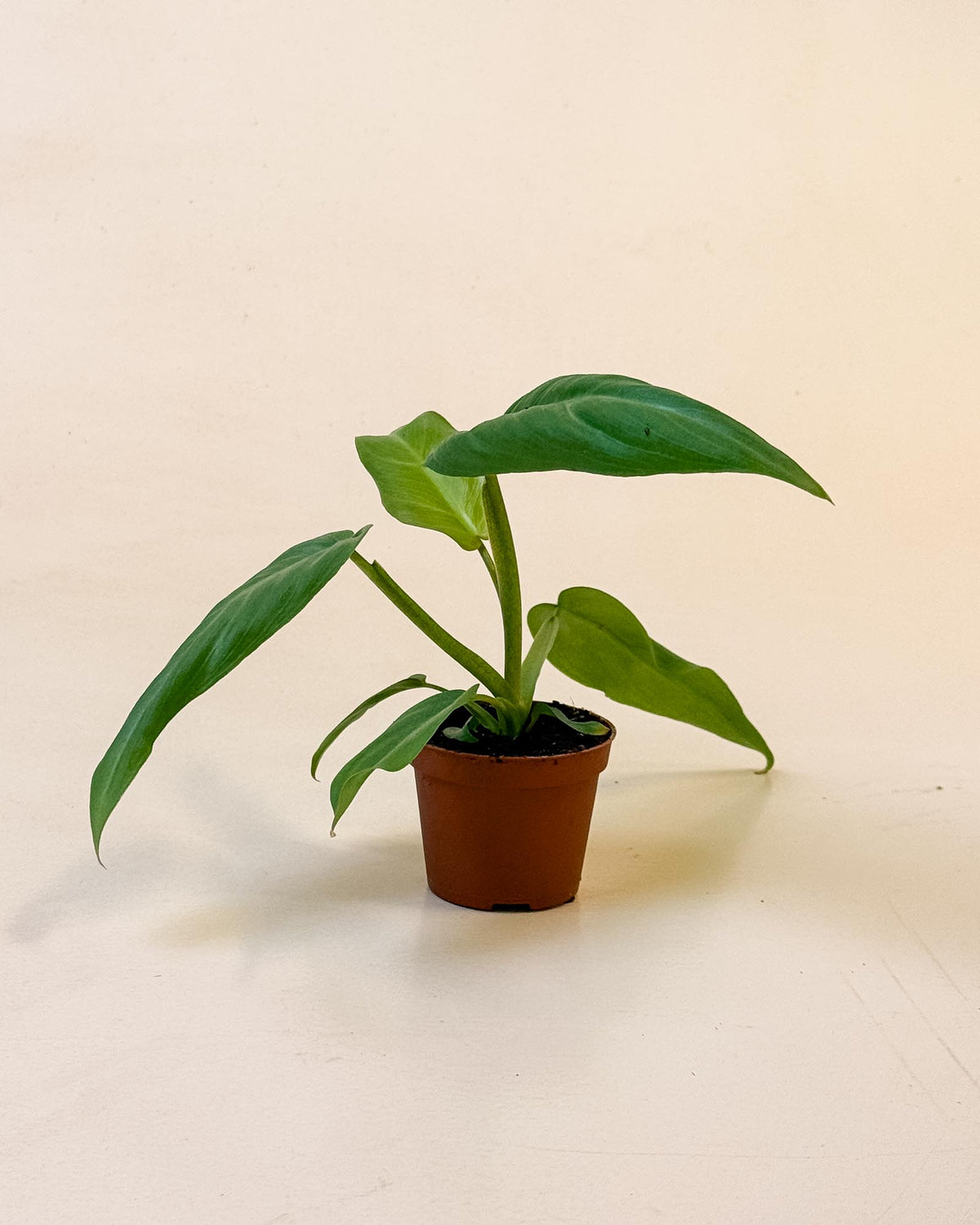 Side view of baby Philodendron maximum in brown nursery pot with narrow green foliage.
