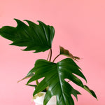 philodendron mayoi plant circle