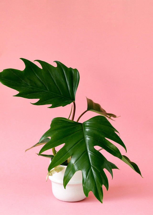 Philodendron Mayoi – Medium, Approx. 35.0cm height – 15.0cm Pot Default Title 1