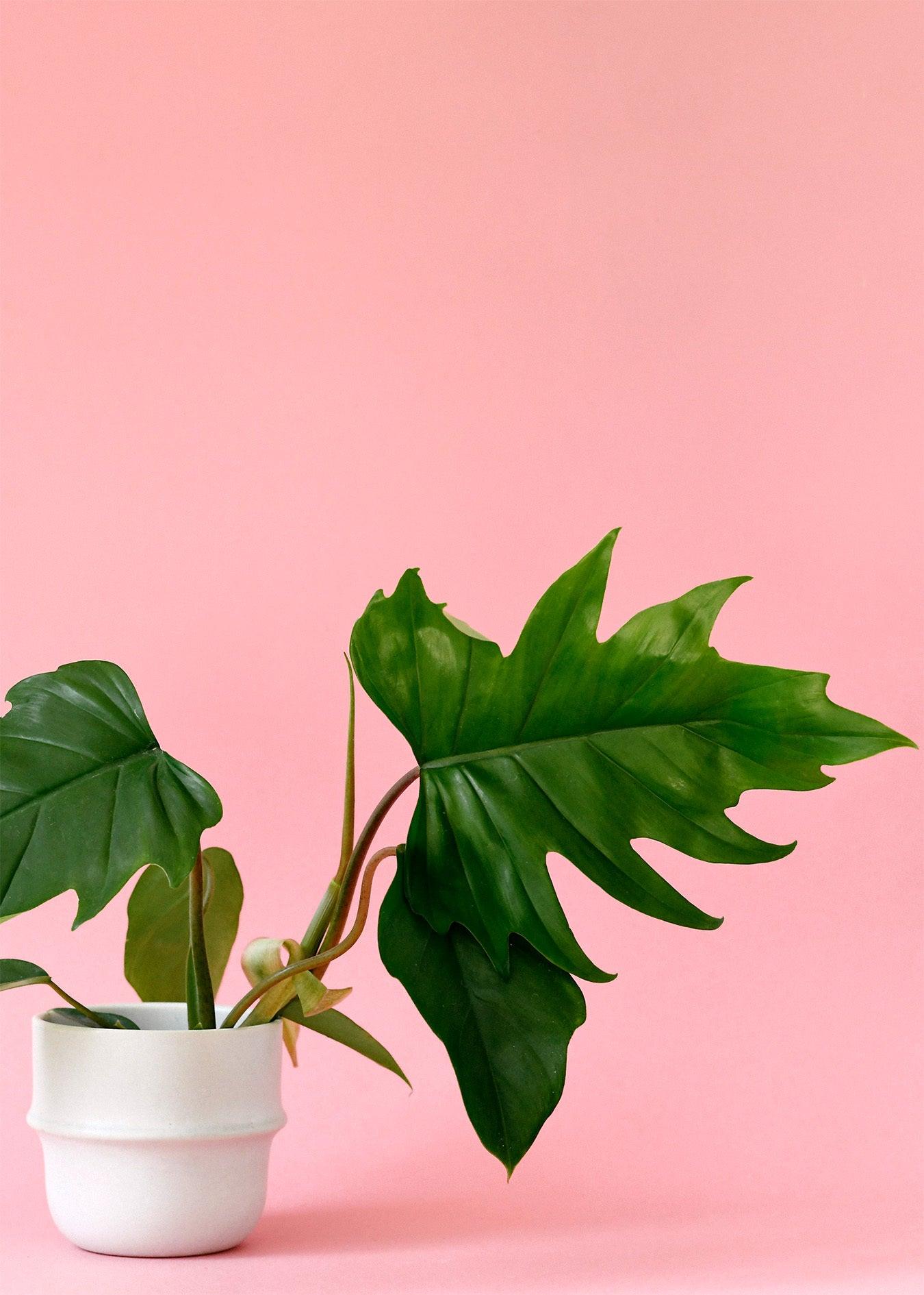 Philodendron Mayoi – Medium, Approx. 35.0cm height – 15.0cm Pot 3