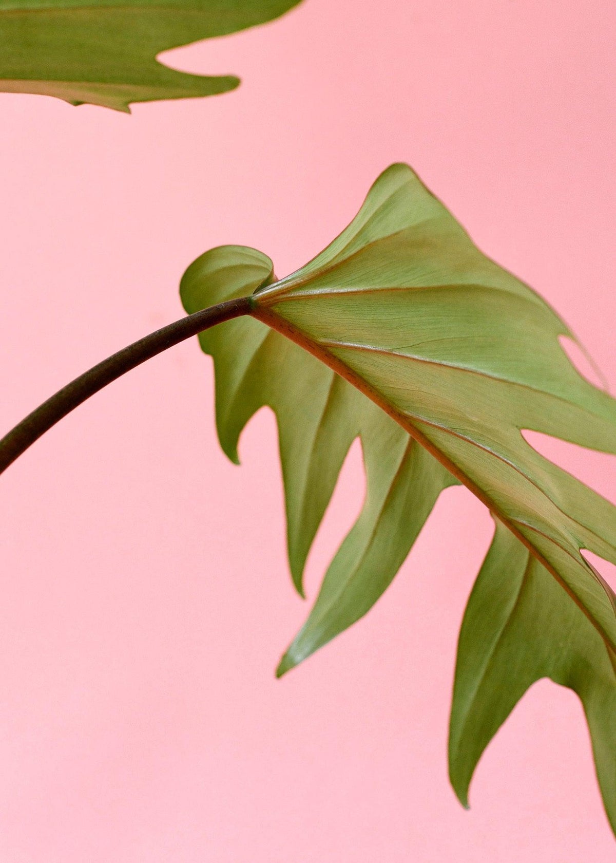 Philodendron Mayoi – Medium, Approx. 35.0cm height – 15.0cm Pot 2