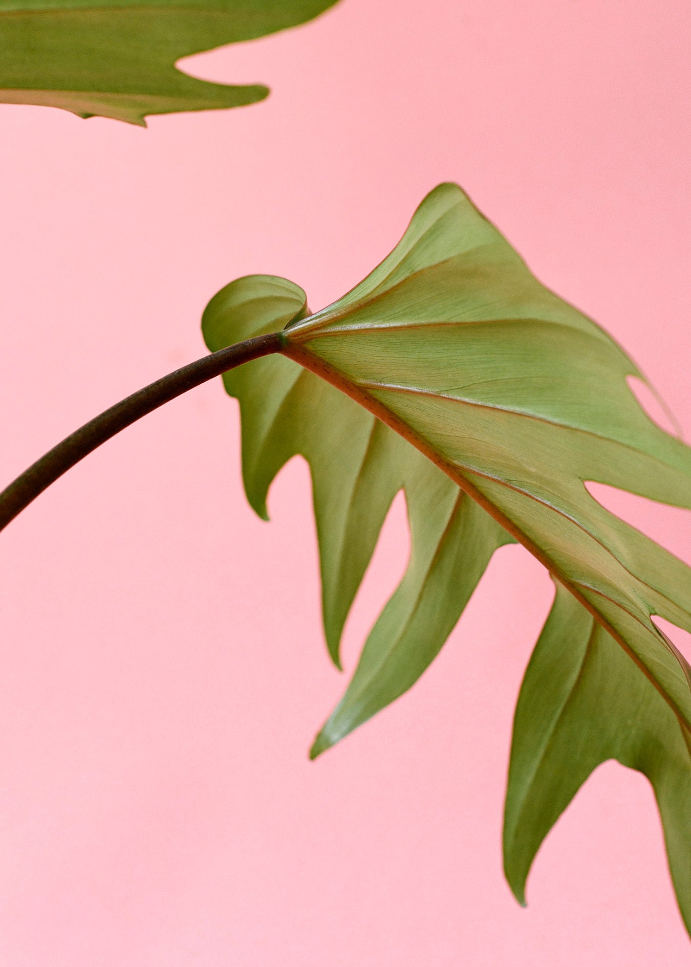 philodendron_mayoi_4