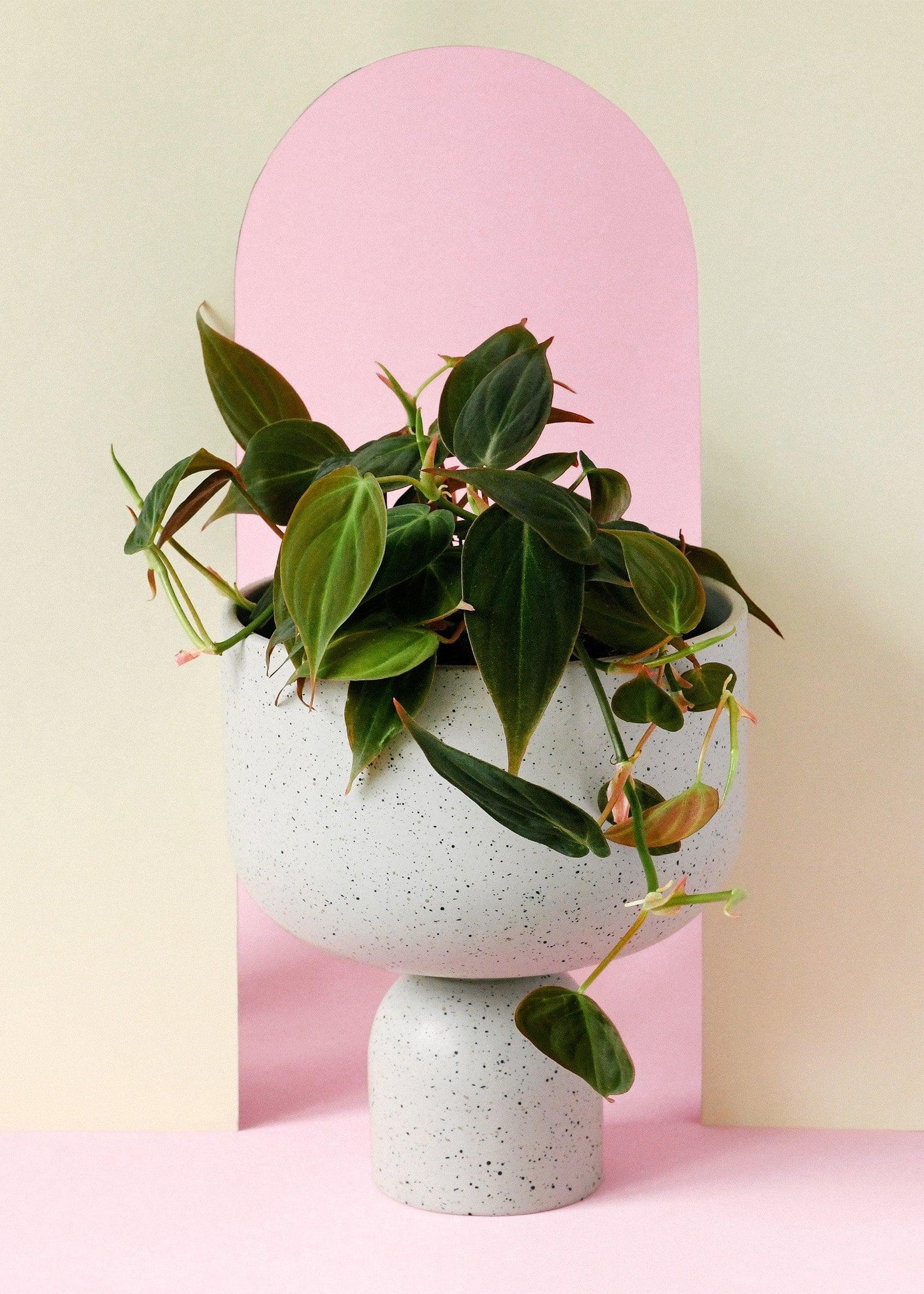 Philodendron hederaceum var hederaceum M – Medium, Approx. 25.0cm height – 12.0cm Pot 3