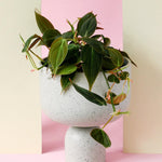 Healthy Philodendron ‘Micans’ with velvety, trailing heart-shaped leaves displayed in a modern speckled pot. A lush, easy-care indoor plant with rich green and bronze tones.