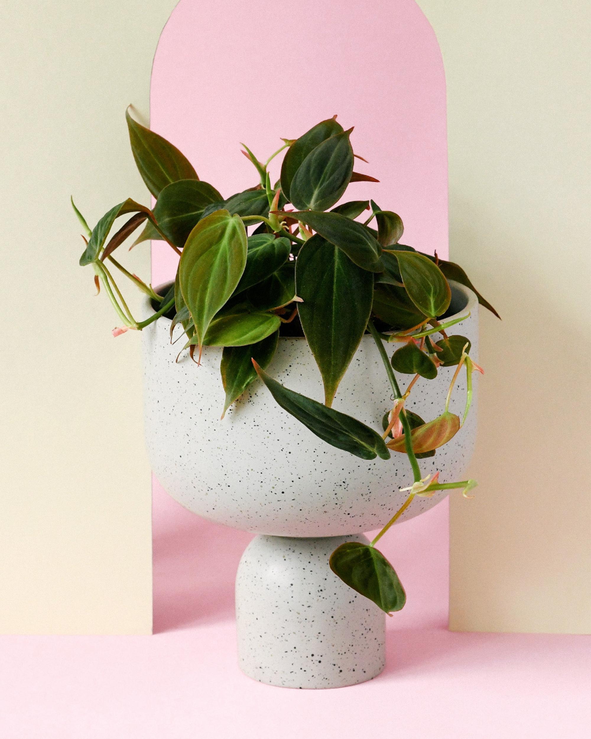 Healthy Philodendron ‘Micans’ with velvety, trailing heart-shaped leaves displayed in a modern speckled pot. A lush, easy-care indoor plant with rich green and bronze tones.