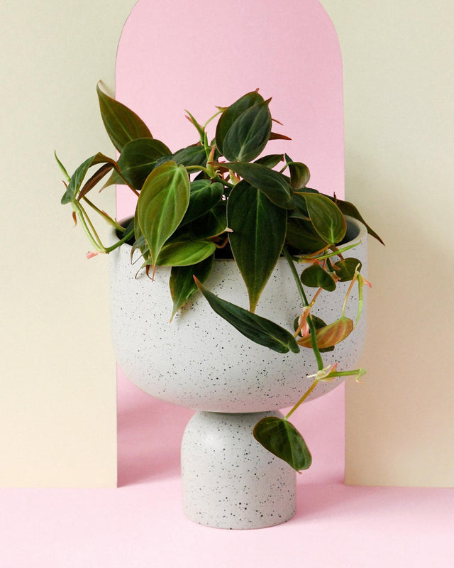 Healthy Philodendron ‘Micans’ with velvety, trailing heart-shaped leaves displayed in a modern speckled pot. A lush, easy-care indoor plant with rich green and bronze tones.