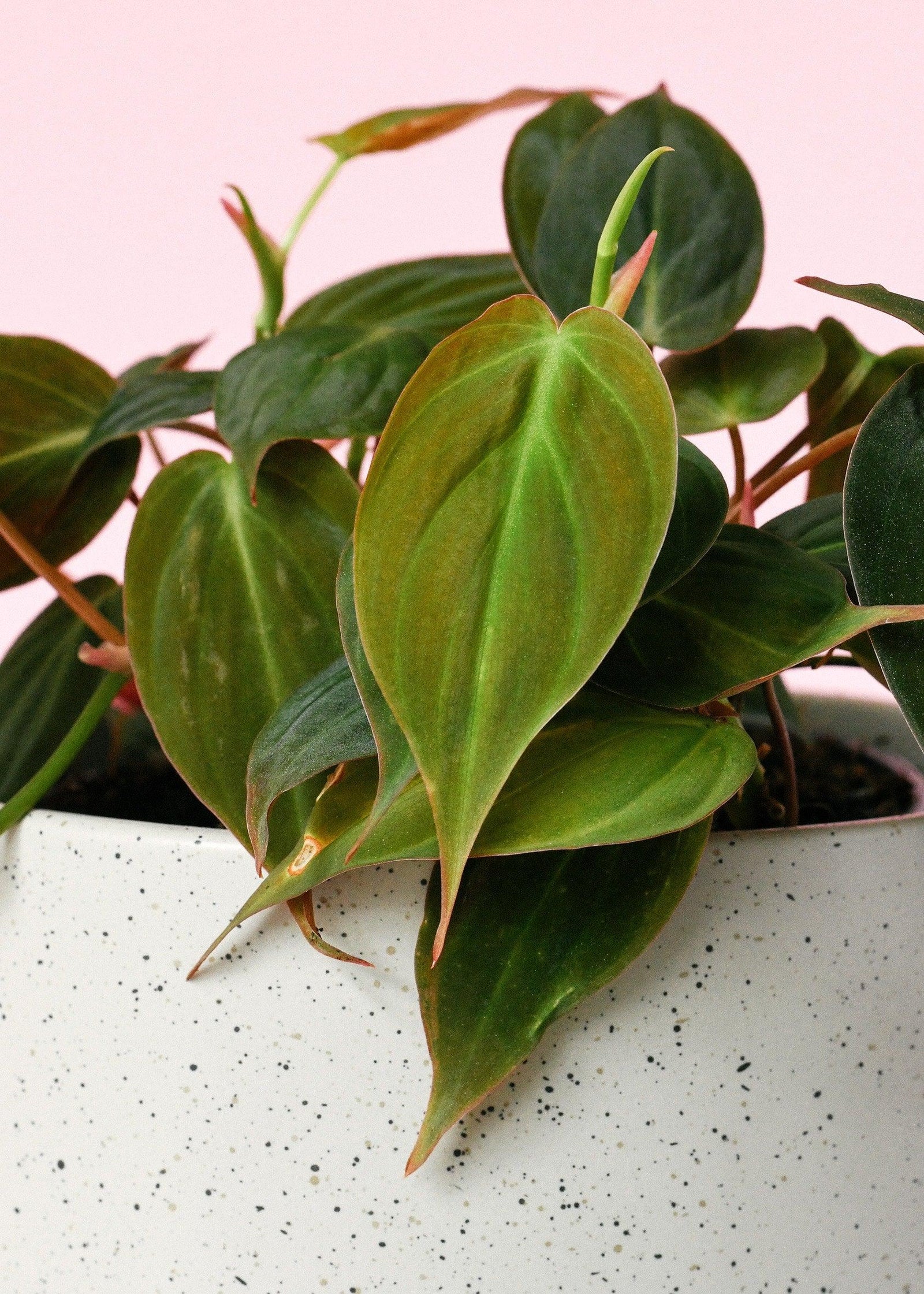 Philodendron hederaceum var hederaceum 'Micans' S – Medium, Approx. 15.0cm height – 12.0cm Pot 3