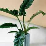 philodendron narrow