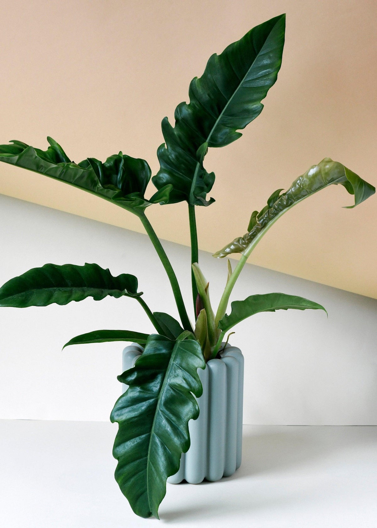 philodendron narrow form Philodendron Narrow M by Plant Circle – Medium, Approx. 35.0cm height