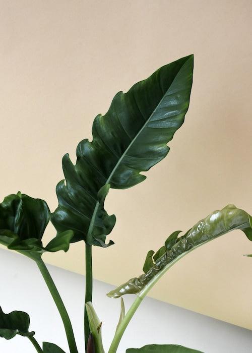 philodendron narrow tiger Philodendron Narrow M by Plant Circle – Medium, Approx. 35.0cm height