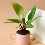 Philodendron Painted Lady M – Medium, Approx. 30.0cm height – 12.0cm Pot Default Title 1