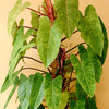 Philodendron Painted Lady XL Default Title 1